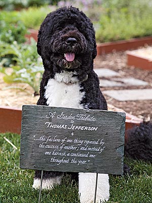 Bo Obama in American Grown: Pictures
