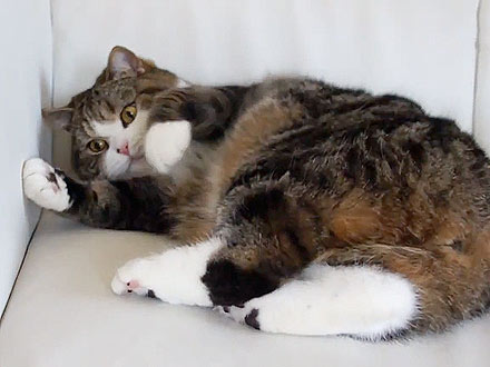 Maru the Cat Lands Commercial Gig