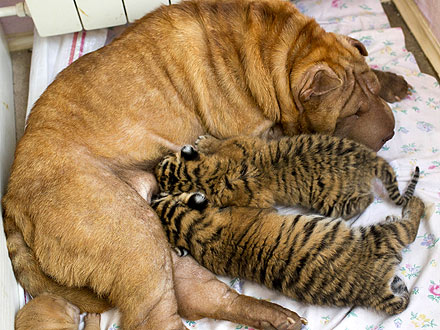 Russian Tiger Cubs Find Surrogate Mom in Shar Pei