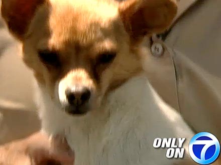 Peggy Leg the Dog to Receive Titanium Implant