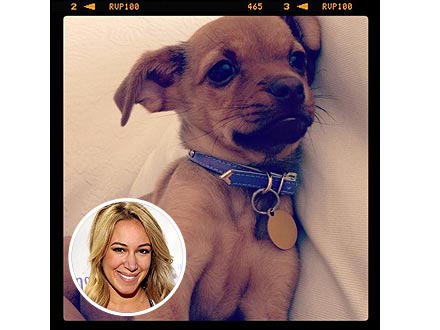 Haylie Duff Adopts Dog