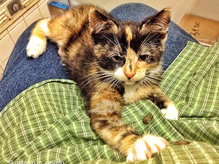 Brooklyn Man Saves Kitten Mercedes from Car Engine