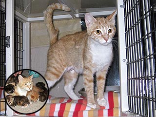 Cat Shot in Head with BB Gun Stays with Her Kittens