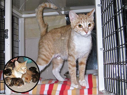 Cat Shot with BB Stays with Kittens