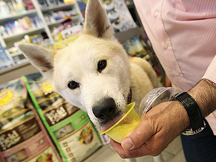 Pet Supply Store in Rome, Italy Offers Canine Gelato