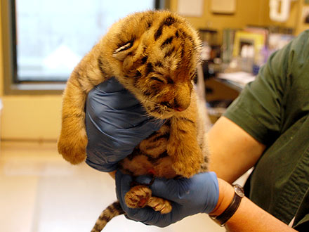 Squee! Newborn Tiger Cub Is Too Cute for Words