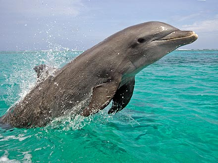 Dolphin Terrorizing Lake Pontchartrain in Louisiana