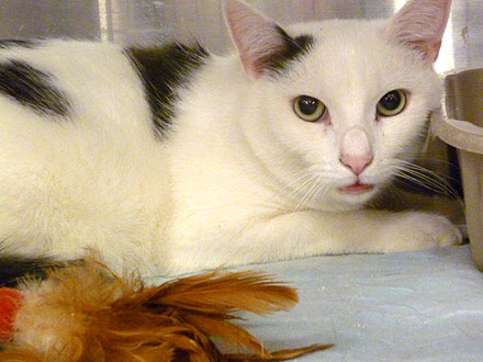 Adopt Me! Louie the Cat Is Shy but Affectionate