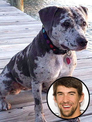 Michael Phelps's Dog Stella Learning How to Swim