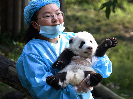 Hello, World! Panda Cub Greets Public