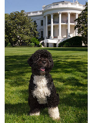 No Such Thing as Hypoallergenic Dog, Study Finds