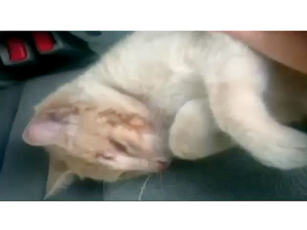 Cat Is Shot Three Times and Hit by a Car – and Survives!