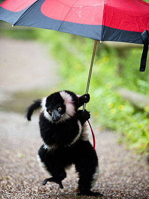Lemur Stays Dry Under an Umbrella