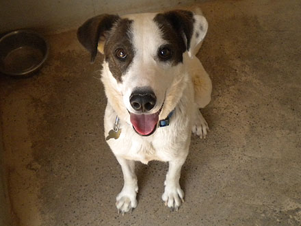 Adopt Me! Grateful the Dog Is Learning to Trust