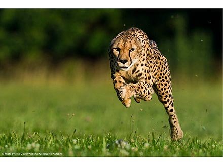 Cincinnati Zoo Cheetah Sets New Speed Record