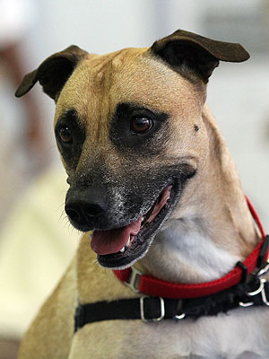 Adopt Me! Hearing-Impaired Elsa Is Eager to Please