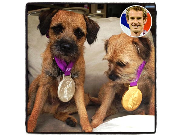 Andy Murray's Dogs Wear His Olympic Medals: Photo