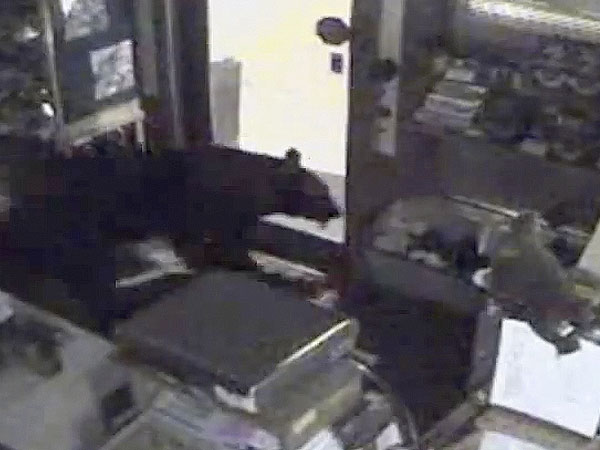 Bear Breaks Into Colorado Candy Store