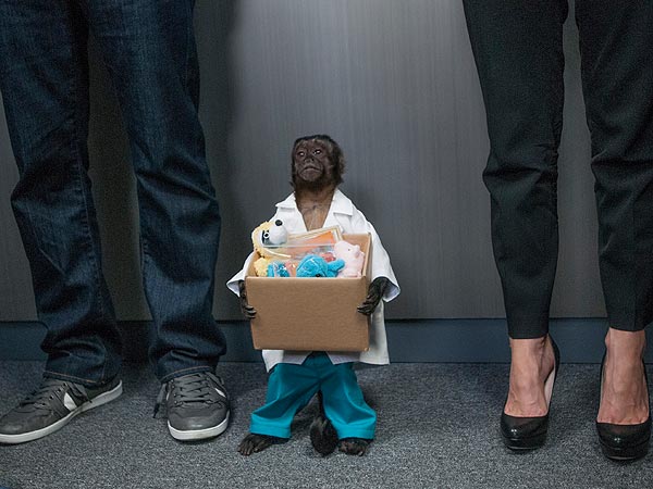 Crystal the Monkey Makes $12,000 an Episode for Animal Practice