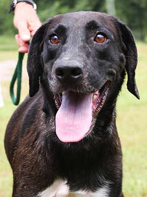 Adopt Me! Nelson Wants to Run Laps with You