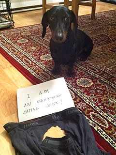 Shaming Your Dog