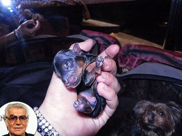 Roberto Cavalli Helps Yorkie Give Birth to Four Pups