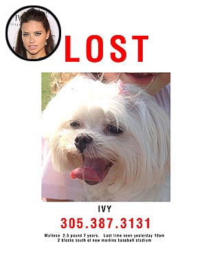 Adriana Lima Looking for Lost Dog