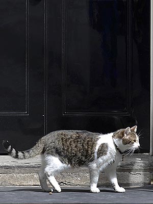Larry 10 Downing Street Cat Fired?