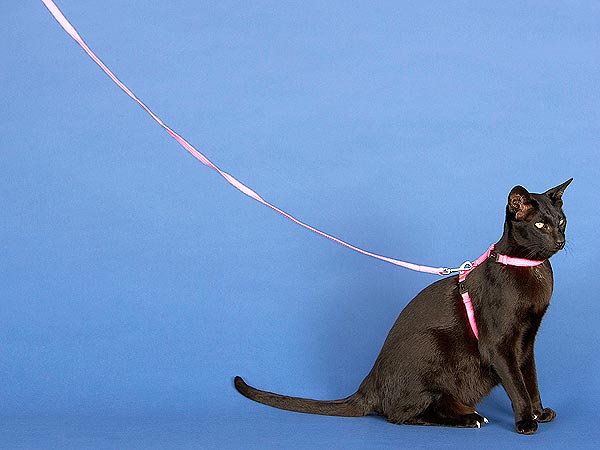 Your Cat Might Want to Go for a Walk