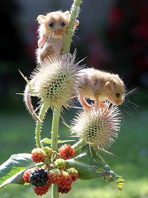 Dormice Climb Blackberry Bush