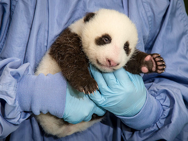 Baby Panda Update: Eyes Are Open!