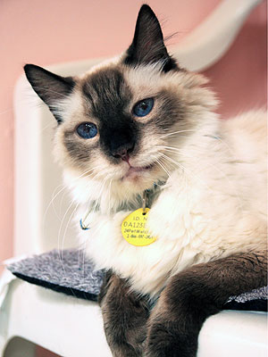 Adopt Me! Chance Needs a Constant in His Life