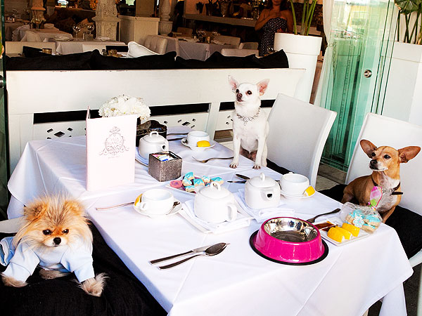 Real Housewives of Beverly Hills Dog Giggy Has Tea Party