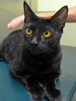 Adopt Me! Once-Shy Rebecca Has a Lot of Love to Give