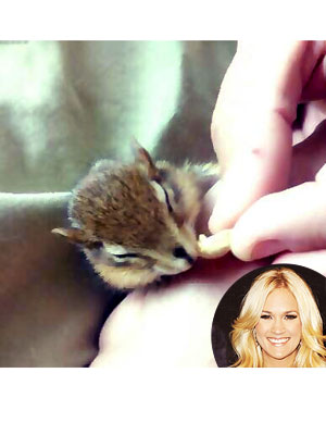 Carrie Underwood Tweets About Rescuing Chipmunk: Photo