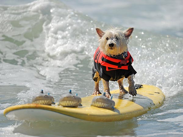 Cowabunga! Dogs Surf for a Good Cause