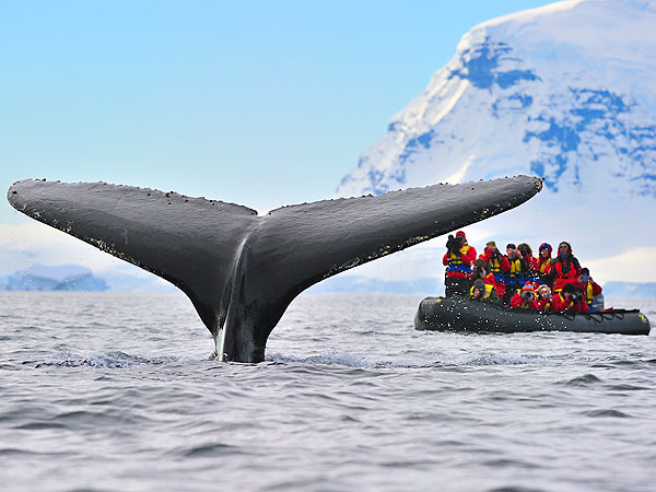 people and whales