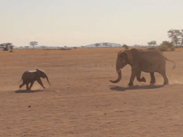 Kenyan Baby Elephant Rescued from Hole Reunites with Mother