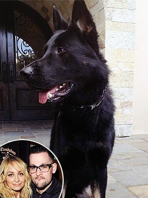 Nicole Richie and Joel Madden Get a German Shepherd Puppy