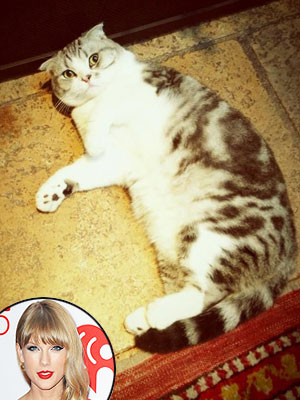 Taylor Swift's Cat Is Judging Her