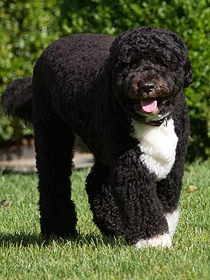 Bo Won't Get a White House Playmate
