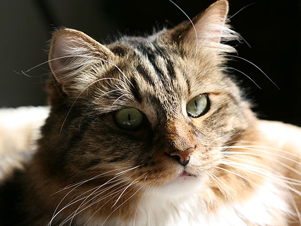 Hank the Cat Places Third in Virginia Senate Race