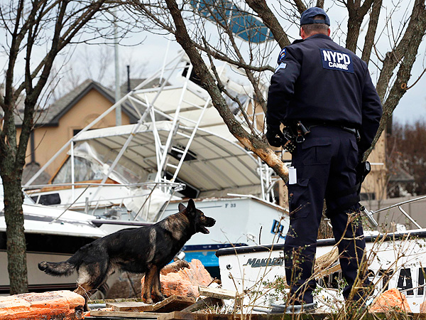 Hurricane Sandy: Dogs Help Rescue Efforts