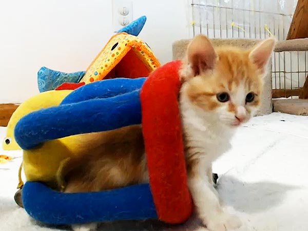 Aw! Live Feed Features Kitties from No-Kill Shelter