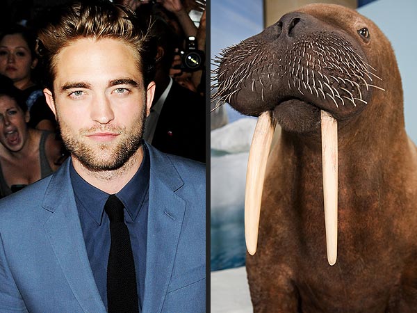 Robert Pattinson Wanted to Put Walruses in Breaking Dawn Sex Scene