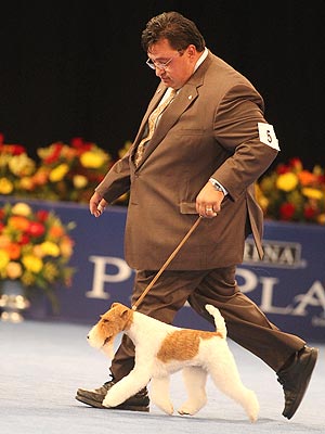 wire fox terrier sky wins best in show at national dog show dog show 300x400