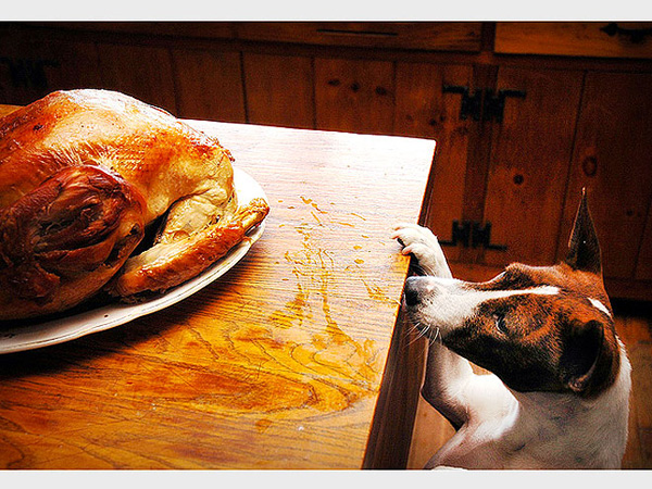Thanksgiving 2012: Pet Tips