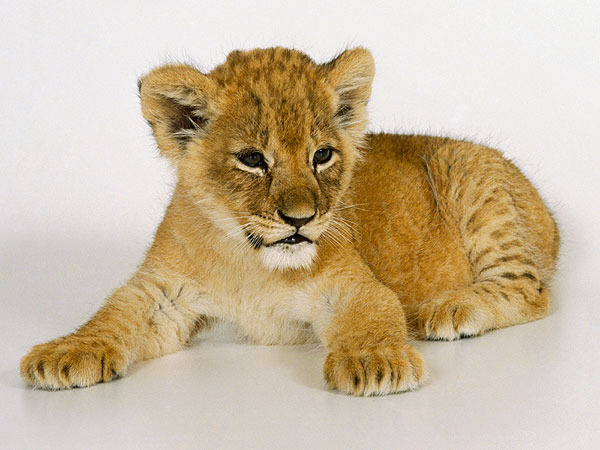 Russian Children Bring Escaped Lion Cub to School