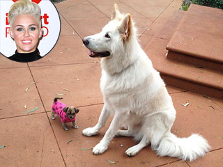 PHOTO: Miley Cyrus's Impossibly Small (and Furry) 'Niece' | Miley Cyrus