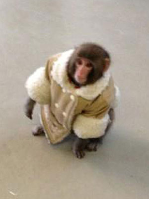 Ikea Monkey Owner Plans to Get Darwin Back, Move